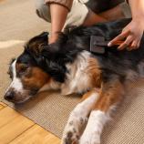 Fiskars Pet Care 2009140 plastnukadega hari
