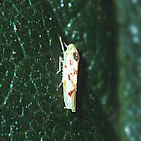 Stolburi paprika