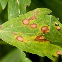 Septoria lehepõletik selleril