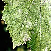 Pulbriline hallitusseene viinapuu