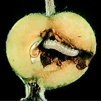 Apple torustik