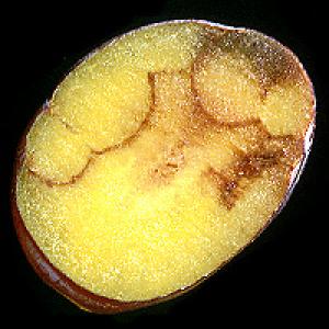 Sharka ploomid