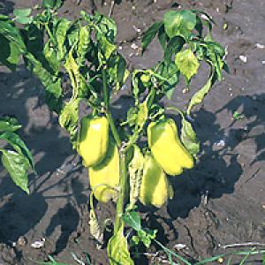 Stolburi paprika