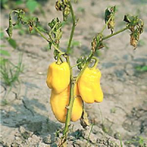 Stolburi paprika