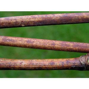 Pulbriline hallitusseene viinapuu