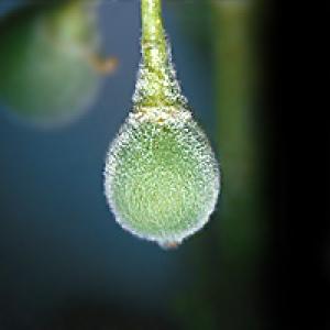 Pulbriline hallitusseene viinapuu