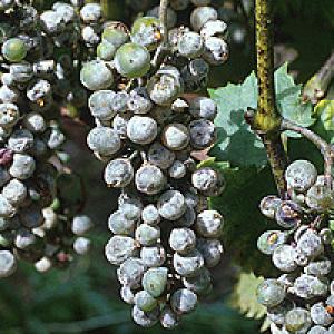 Pulbriline hallitusseene viinapuu