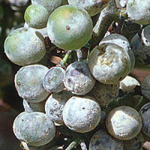 Pulbriline hallitusseene viinapuu