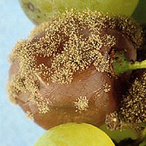 Botrytis (hall hallitus) viinamarjapuude puhul