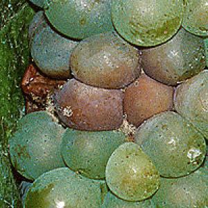Botrytis (hall hallitus) viinamarjapuude puhul