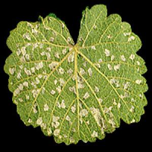 Erinose viinapuudel