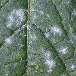 Kurgipulbriline hallitus