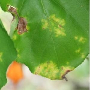 Ploomilehtede pruunistumine