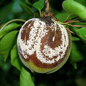 Monilium närtsib ploomil