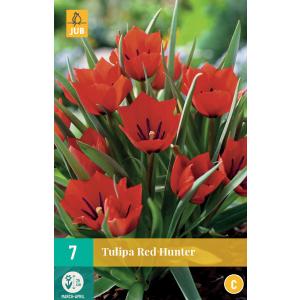 Tulip Red Hunter 'C'