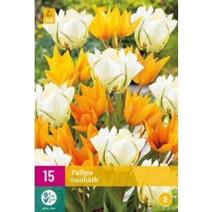 Tulipunane päikesevann 'D'