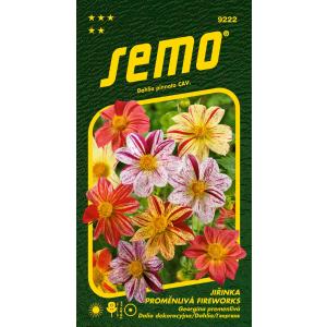Seed Georgina variable Fireworks 0,3g