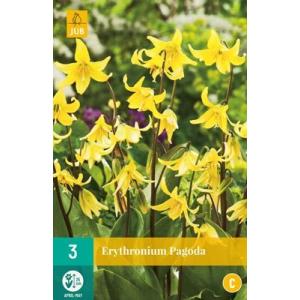 Candida Erythronium Pagoda 'C' Candida Erythronium Pagoda 'C'