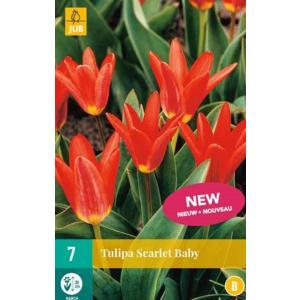 Tulip Scarlet Baby 'B' Tulip Scarlet Baby 'B'