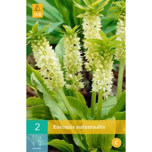 Chocholatice Eucomis AUTUMNALIS 'C' Eucomis AUTUMNALIS 'C'