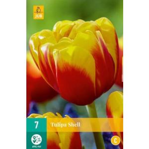 Tulip Shell 'C'