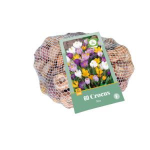 Krokus Mix 60 sibulat