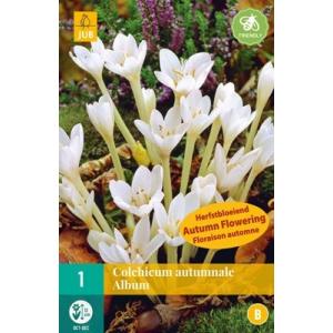 Sügis Colchicum Autumnale Album "B"