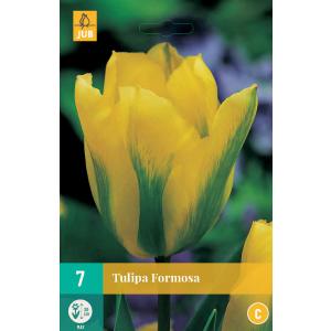 Tulip Formosa 'C'