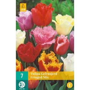 Tulipunane ääristatud segu 'C'