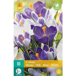 Krokus Sinine valge segu "C"