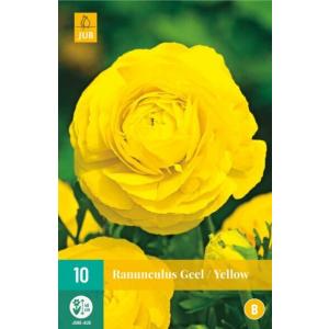 Ranunculus Ranunculus Yellow 'B' Ranunculus Yellow 'B'