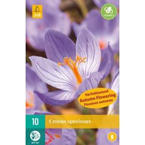 Crocus Crocus Speciosu "B"