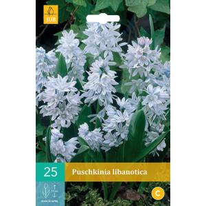 Puschkinia Libanotica "B" varblane