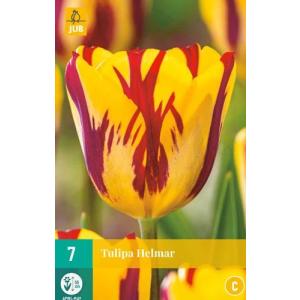 Tulip Helmar 'C'