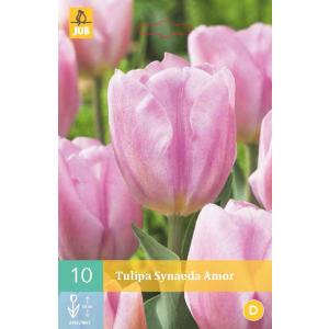 Tulip Synaeda Amor 'C' Tulip Synaeda Amor 'C'