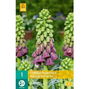 Fritillaria Persica Purple Favorite 'C' Fritillaria Persica Purple Favorite 'C'