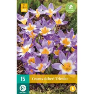 Crocus Sieberi Tricolor 'C'