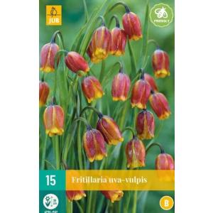 Fritillaria Uva Vulpis "B"