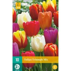 Tulip Triumph Mix 'C'