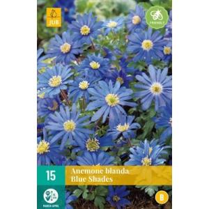 Veternica Anemone Blanda Blue Shades "B"