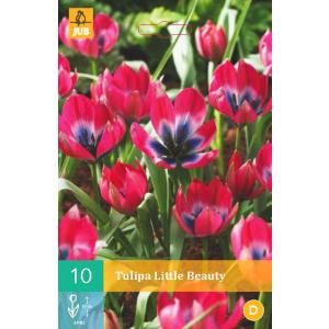 Tulip Little Beauty 'B'