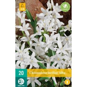 Sinikelluke Chionodoxa Lucil.Alba "B"