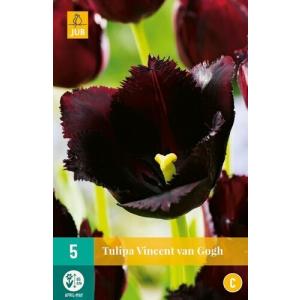 Tulip Vincent Van Gogh "C"
