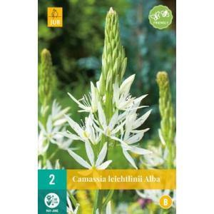 Camassia Leichtlinii Alba 'B'