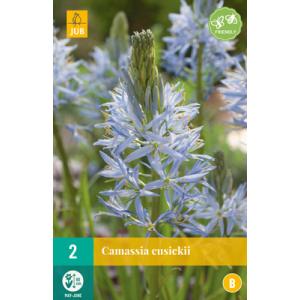 Ladonik Camassia Cusickii 'B' Ladonik Camassia Cusickii 'B'