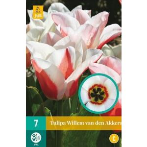 Tulip Willem Van Den Akker "C"
