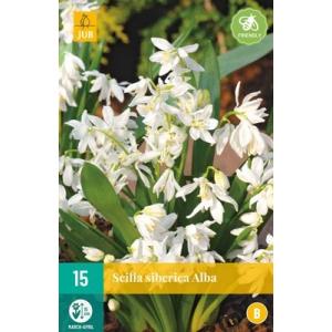 Scilla Siberica Alba "B"