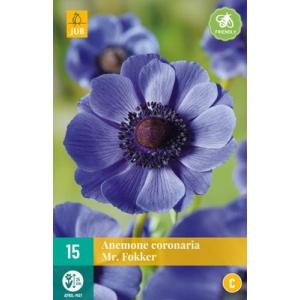Veternica Anemone Coronaria Mr. Fokker 'C'