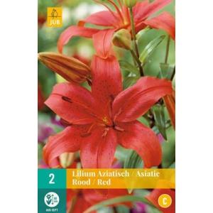 Lily Asiatic Red 'C'