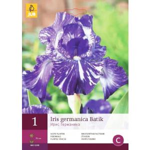 Iiris GERMANICA BATIK 'C'